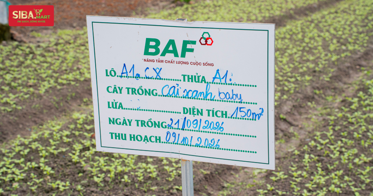 Rau BAF (Anfarm) đã có tại SIBA.MART - Thêm rau ngon mỗi ngày