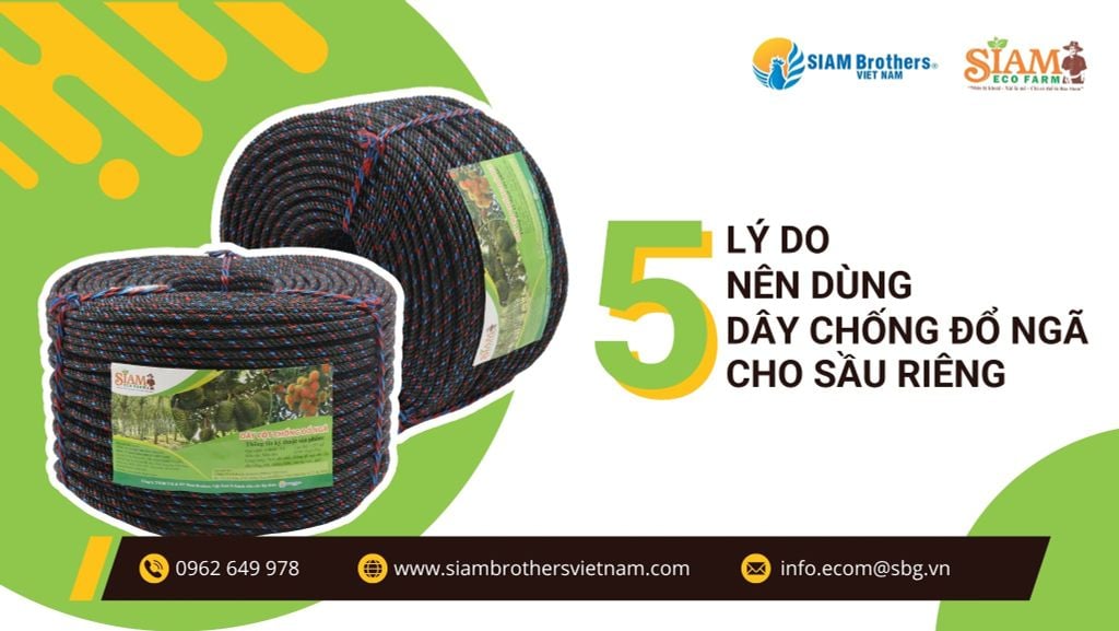 5 lý do nhà vườn Đắk Lắk tin dùng dây chống đổ ngã sầu riêng SIAM Brothers Việt Nam