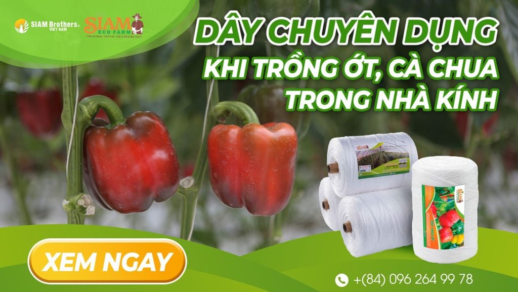 Tại sao phải dùng dây chuyên dụng khi trồng ớt, cà chua trong nhà kính