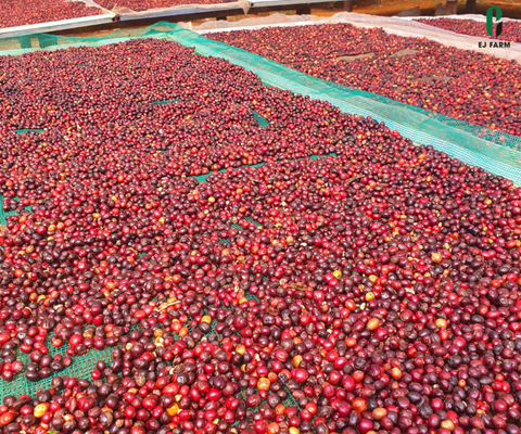 CANH TÁC SẠCH TẠI EJ FARM - KHÔNG CHỈ LÀ NHÃN HỮU CƠ MÀ LÀ TRIẾT LÝ LÀM NÔNG NGHIỆP