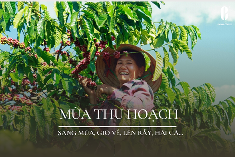 🌱 MÙA VỤ CÀ PHÊ - HÀNH TRÌNH TỪ ĐẤT, NẮNG, VÀ NHỮNG HẠT SẠCH TỪ EJ FARM