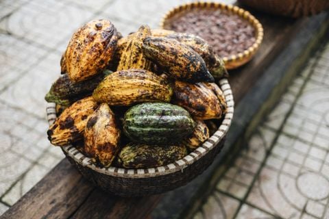 EJ FARM -cacao  socola
