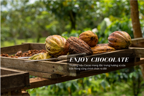 🍫 CACAO FORASTERO - TOÀN DIỆN VỀ GIỐNG CACAO PHỔ BIẾN NHẤT THẾ GIỚI