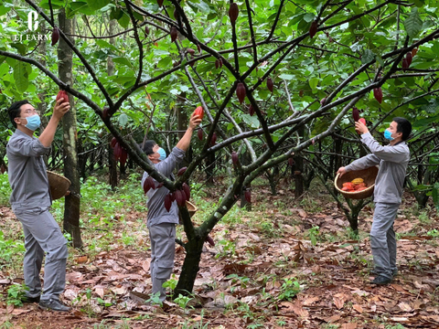 EJ Farm – Câu chuyện về những con người làm nên hương vị cacao Việt Nam