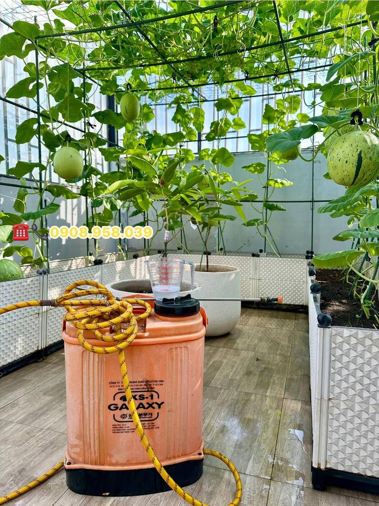 Cách phòng trừ nhện đỏ hiệu quả cho vườn dưa lưới và hoa hồng trên sân thượng
