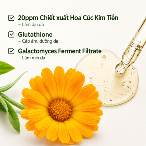 Cúc kim tiền - 