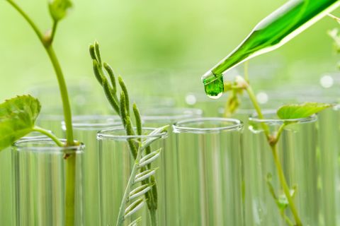 Phytoplacenta®: Tế bào gốc noãn – Hoạt chất 