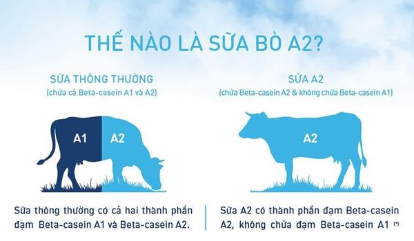 đạm A2 là gì và sữa đạm A2 cho bé