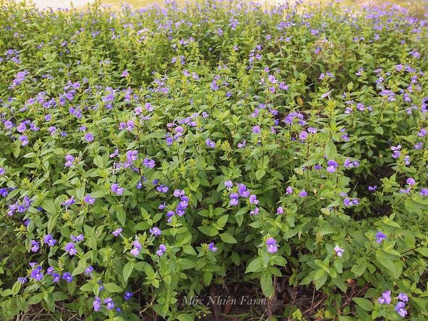 Cây cẩm lan có khả năng sinh trưởng mạnh và lan rộng.