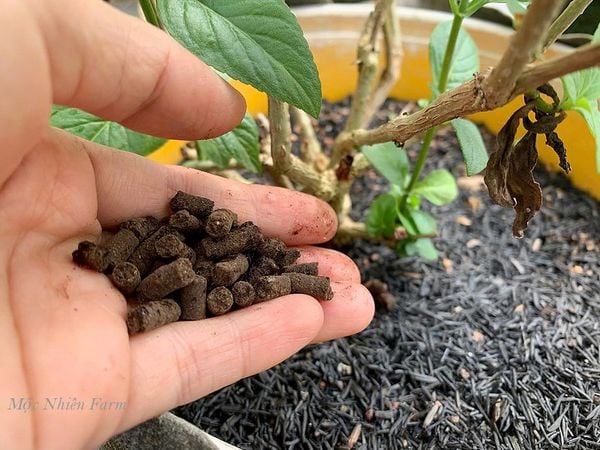 Bón phân hữu cơ cho cây cẩm lan.