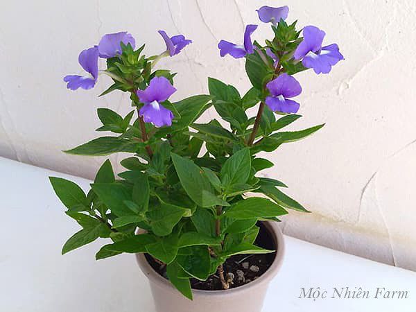 Cây cẩm lan sớm ra hoa từ khi còn nhỏ.