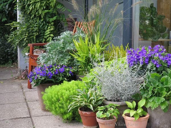 Màu xanh lam của cây cẩm lan làm cho không gian trông thêm phong phú.