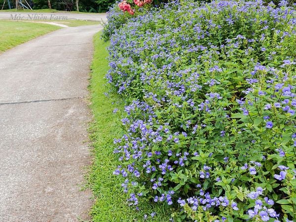 Đường viền hoa cẩm lan ở nơi công cộng.