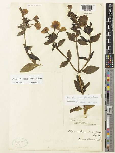 Loài cây này có tiềm năng đối với y học nhưng vẫn còn đang được nghiên cứu sâu thêm.