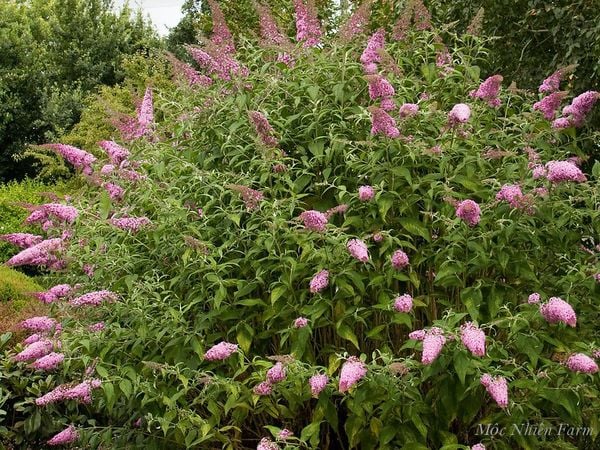 Cây hoa trầm hồng khi thả đất sẽ tỏa bụi rất lớn.