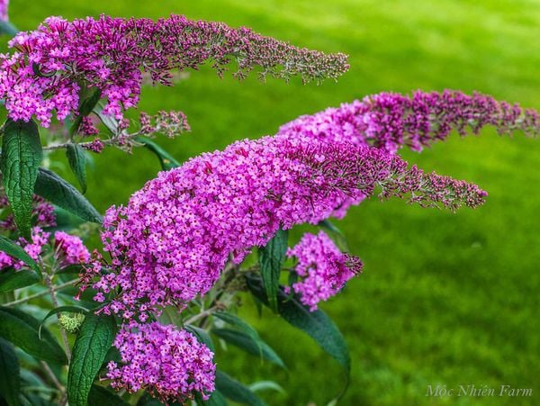 Một chùm hoa được kết lại từ rất nhiều bông nhỏ li ti.