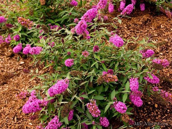 Loài hoa này có tác dụng y học nhưng còn cần nhiều nghiên cứu nữa, không nên tự ý sử dụng.