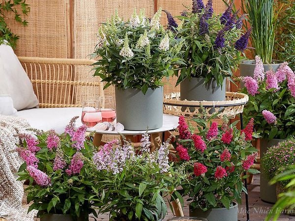 Chúng cũng có nhiều màu sắc khác.