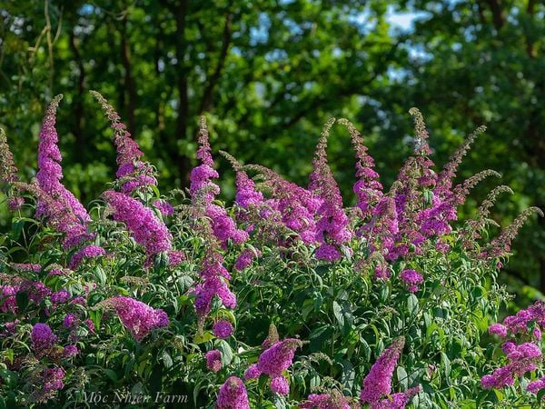 Muốn giữ hoa trầm hồng khô, cần bảo quản cẩn thận.