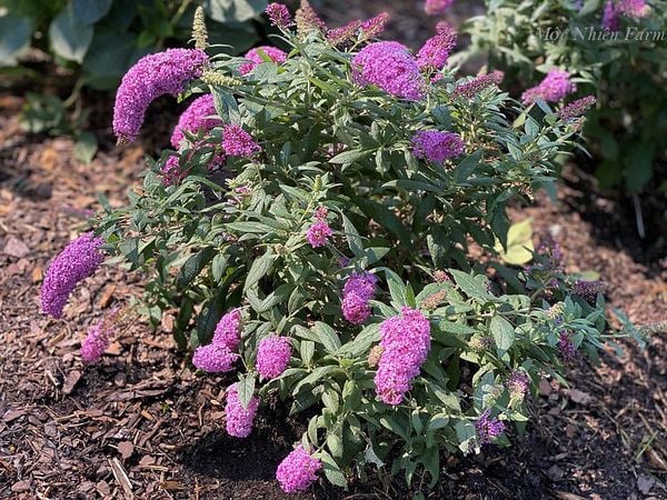 Cây hoa trầm hồng không thu hút nhiều sâu bệnh.