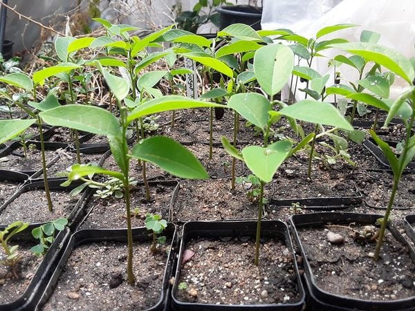 Chăm sóc cây mận xanh đường.