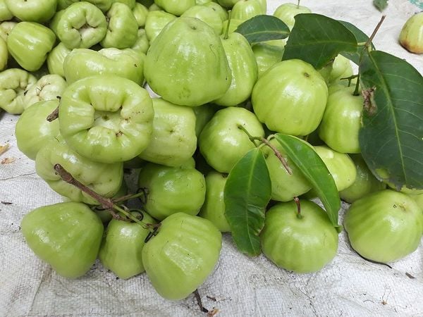 Mận xanh đường.