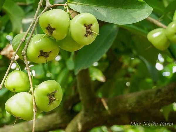 Cây mận xanh đường gắn liền với người dân Sóc Trăng.