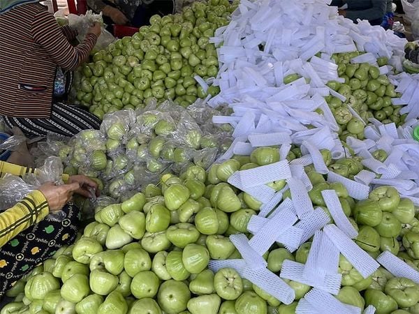 Cây có giá trị kinh tế lớn tại địa phương và có tiềm năng được xuất khẩu.