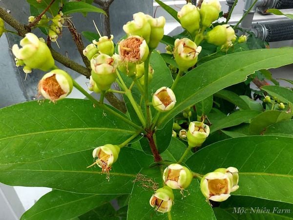 Mận xanh đường ra hoa, kết trái.