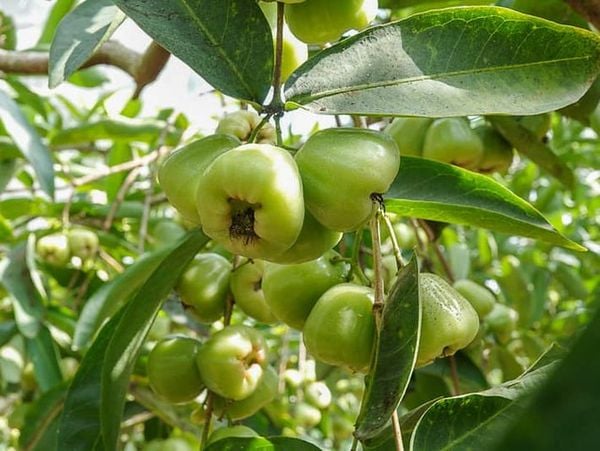 Những chùm quả nặng trĩu là dấu hiệu một mùa thu hoạch hân hoan.