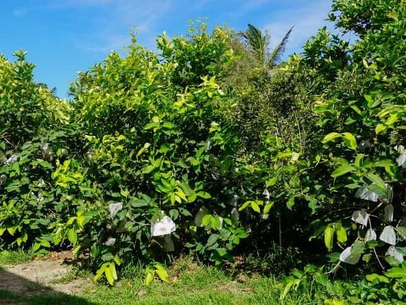 Bao trái để bảo vệ khỏi chim chóc tới khi thu hoạch.