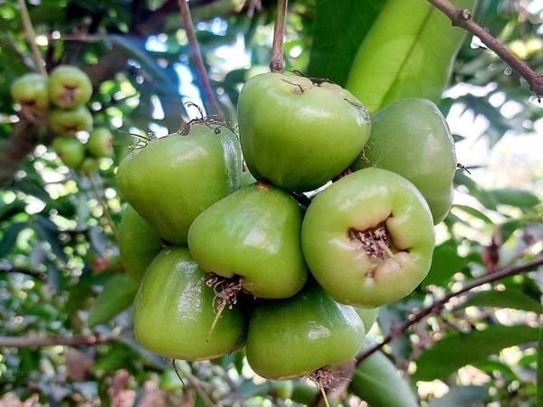 Đây là món giải khát phổ biến của người Việt Nam, đặc biệt vào mùa nóng.