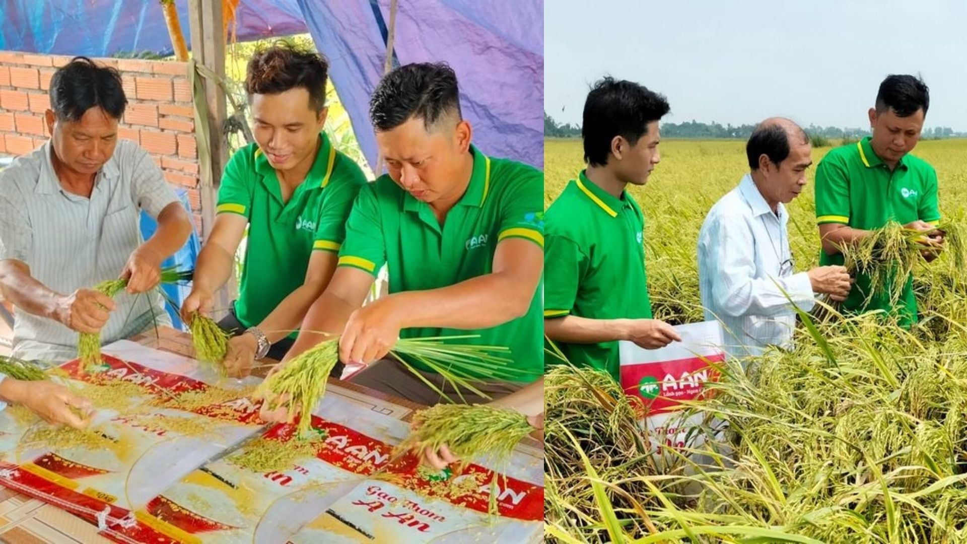 Kỹ sư A An lấy mẫu kiểm tra dư lượng thuốc bảo vệ thực vật trên lúa Japonica