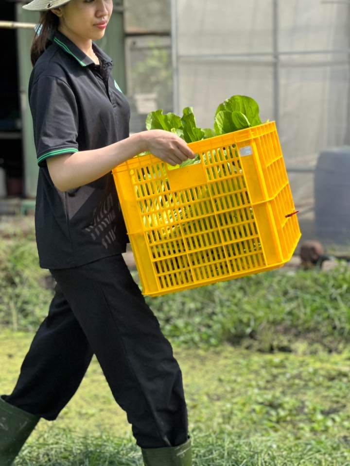 RAU NHÀ O ĐƯỢC ĐƯA TỚI ANH CHỊ NHƯ THẾ NÀO