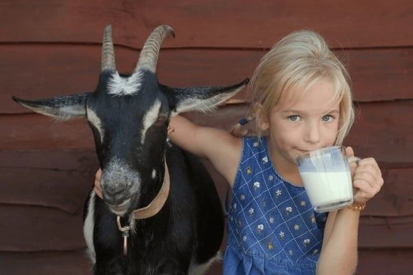 Có nên cho trẻ uống sữa dê công thức? Lợi ích, lưu ý và cách chọn