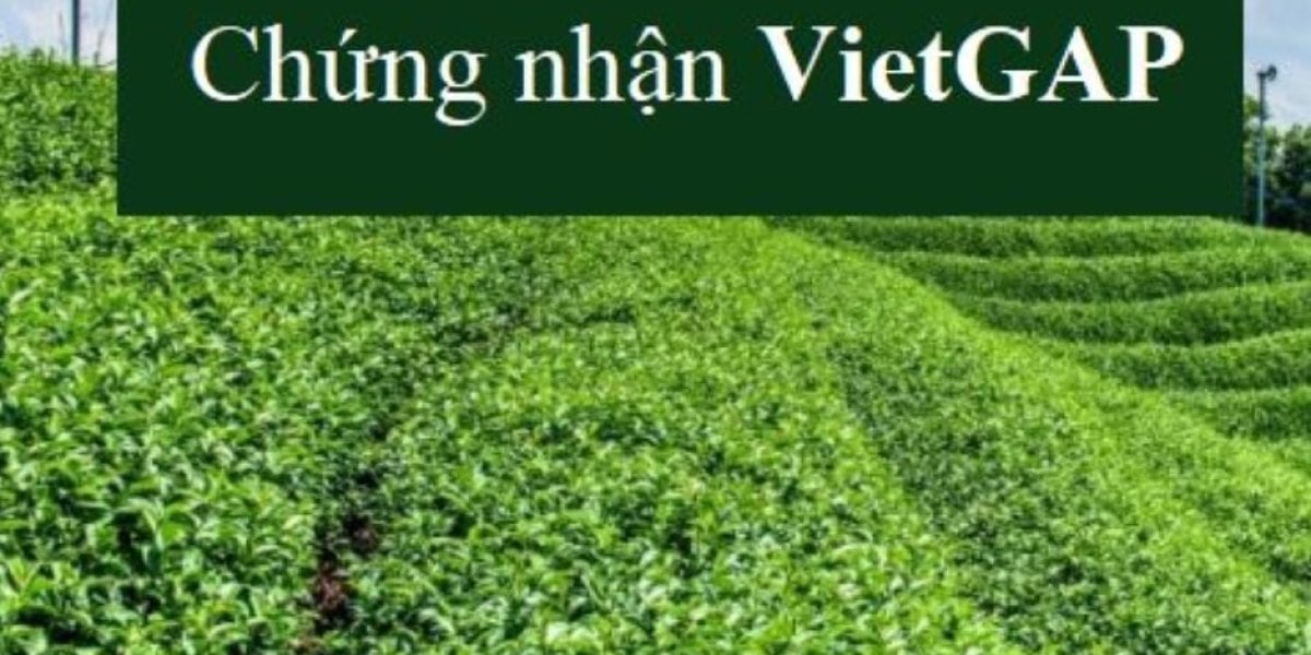 Trà sạch VietGAP là gì và có đáng trả thêm tiền không