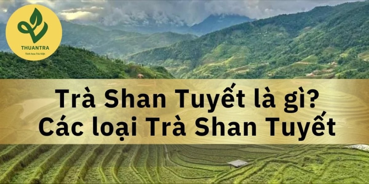Trà Shan Tuyết Tiếng Anh Là Gì? Cách Phân Biệt Các Loại Trà Shan Tuyết