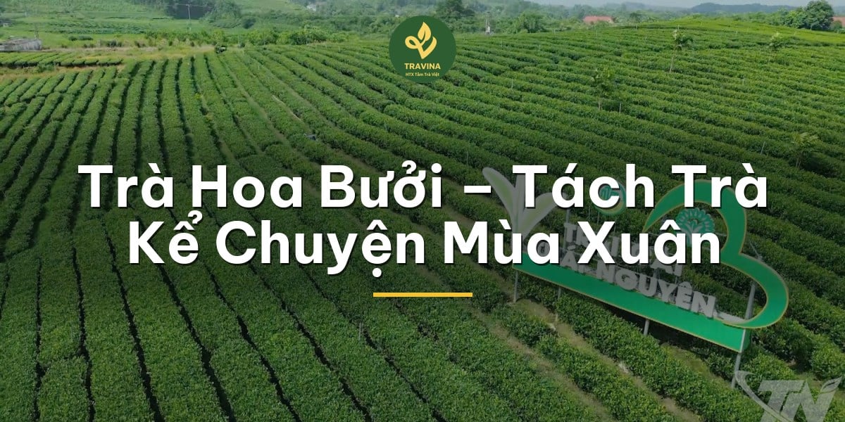 Trà Hoa Bưởi – Tách Trà Kể Chuyện Mùa Xuân
