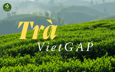 Tiêu chuẩn VietGAP là gì? Để trà đạt chứng nhận VietGAP cơ sở sản xuất phải làm những gì?