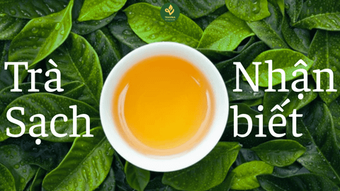 Dựa vào đâu để biết là trà sạch? Cách nhận biết trà bạn đang dùng là an toàn