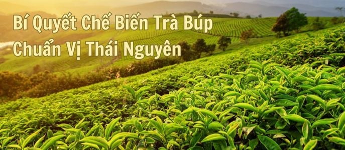 Bí Quyết Chế Biến Trà Búp Chuẩn Vị Thái Nguyên: Quy Trình 8 Bước Từ Các Nghệ Nhân Trà