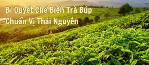 Bí Quyết Chế Biến Trà Búp Chuẩn Vị Thái Nguyên: Quy Trình 8 Bước Từ Các Nghệ Nhân Trà
