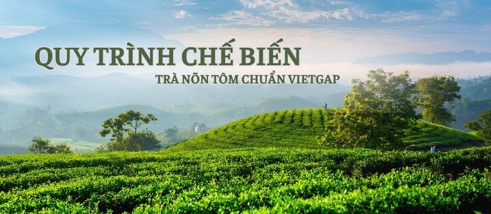 Bí Mật Sắc Nước Xanh Ánh Vàng: Quy Trình Chế Biến Trà Nõn Tôm Chuẩn VietGAP Có Gì Đặc Biệt