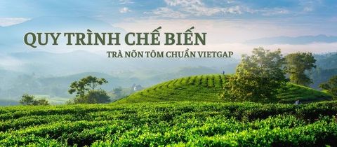 Bí Mật Sắc Nước Xanh Ánh Vàng: Quy Trình Chế Biến Trà Nõn Tôm Chuẩn VietGAP Có Gì Đặc Biệt