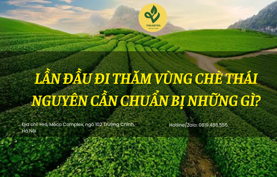 Lần đầu đi thăm vùng chè Thái Nguyên cần chuẩn bị những gì?