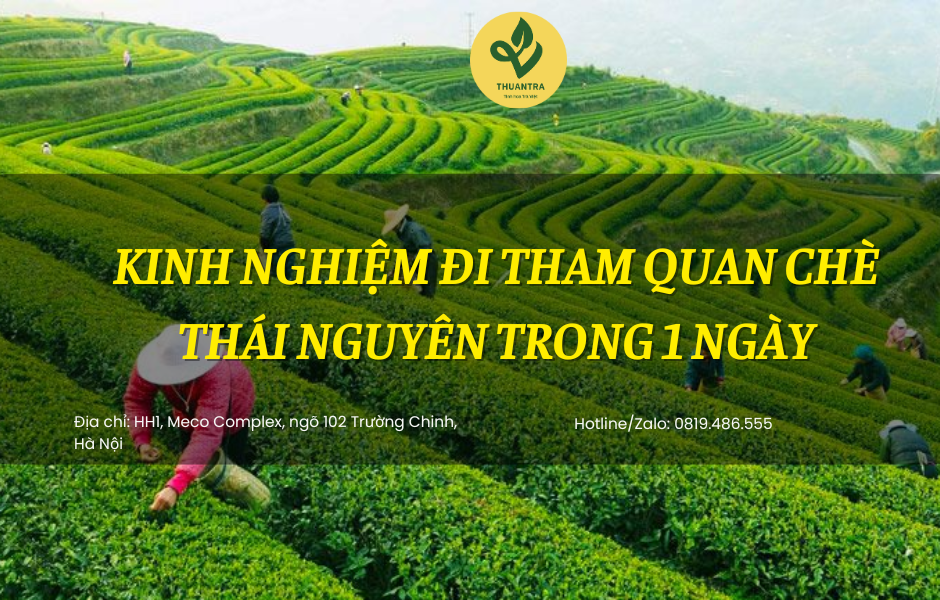 Kinh Nghiệm Đi Tham Quan Chè Thái Nguyên Trong 1 Ngày