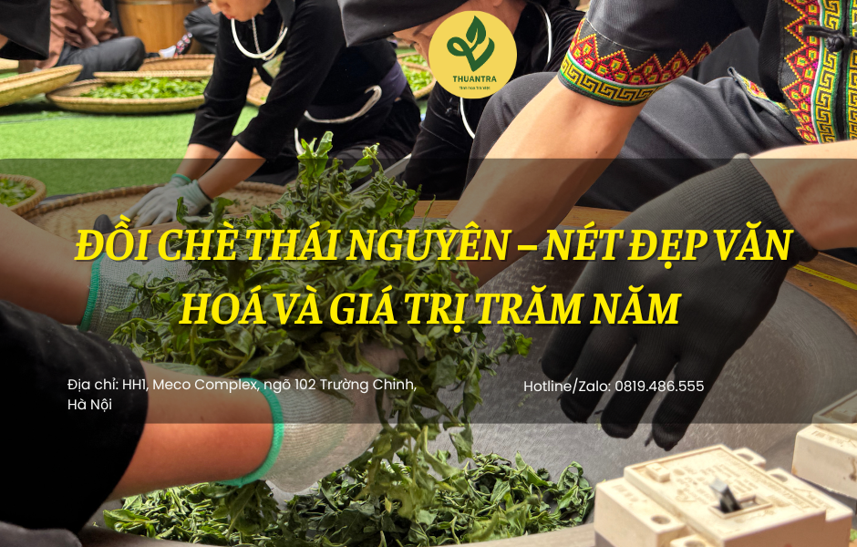 Đồi Chè Thái Nguyên – Nét Đẹp Văn Hoá và Giá Trị Trăm Năm?