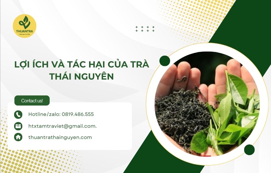 Lợi ích và tác hại của trà Thái Nguyên
