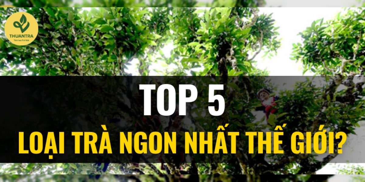 Các Loại Trà Ngon Ở Việt Nam: 5 Dòng Có Căn Cứ Thật Và Trà Việt Đứng Ở Đâu So Với Thế Giới