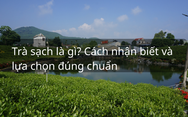 Trà Sạch Là Gì? Cách Nhận Biết Và Lựa Chọn Đúng Chuẩn